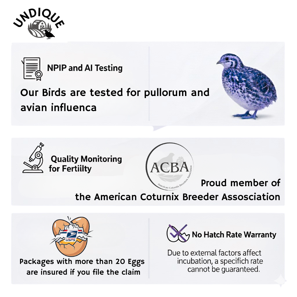 Infographic showing 36 fertile Coturnix quail eggs for hatching, AI & NPIP certified, sustainably sourced from family farms.