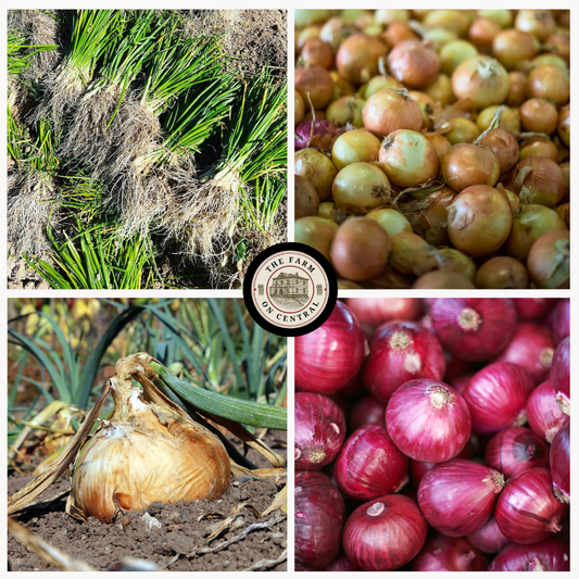 Intermediate Day Onion Bundle from The Farm On Central featuring fresh, medium-sized onions with vibrant skin and leafy green tops.