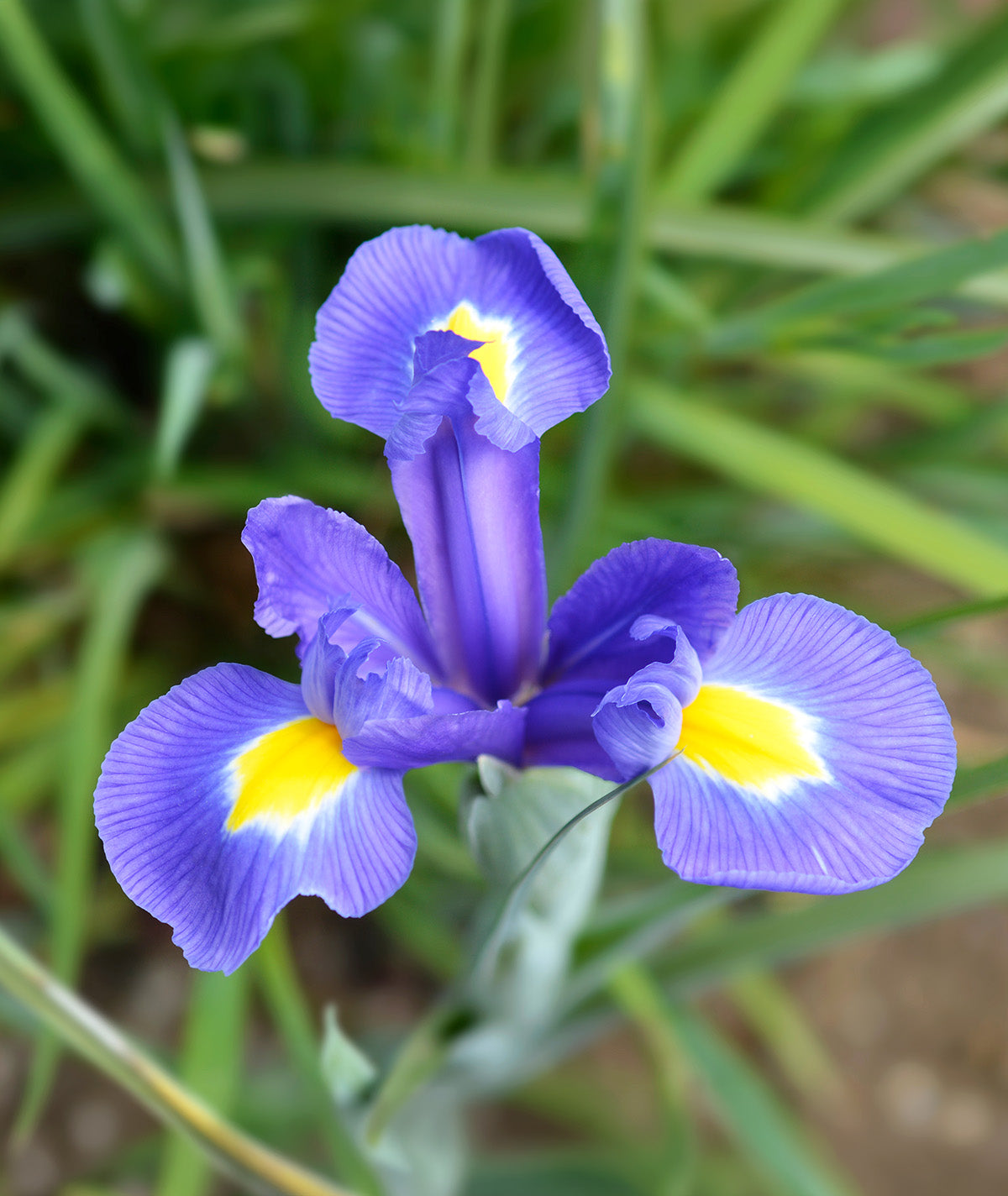Blue Magic Iris hollandica - 10 bulbs
