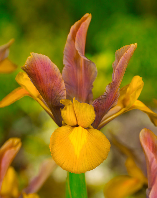 Bronze Perfection Iris hollandica bulbs from BloomingBulb, showing the vibrant, bronze-colored flower buds and green foliage.