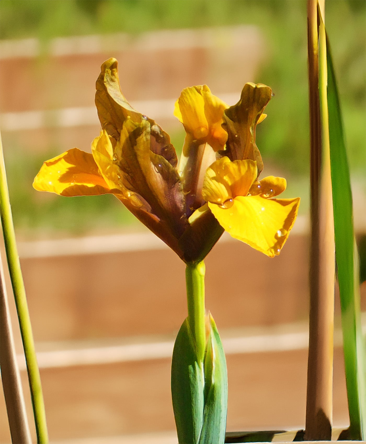 Bronze Queen Iris - 10 bulbs