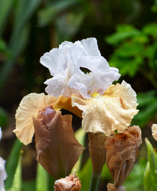Champagne Elegance Reblooming Bearded Iris rhizome by BloomingBulb, showing vibrant purple and yellow flower buds and lush green foliage.