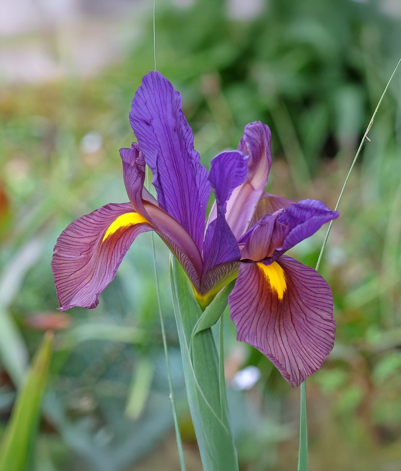 Eye of the Tiger Iris hollandica - 10 bulbs