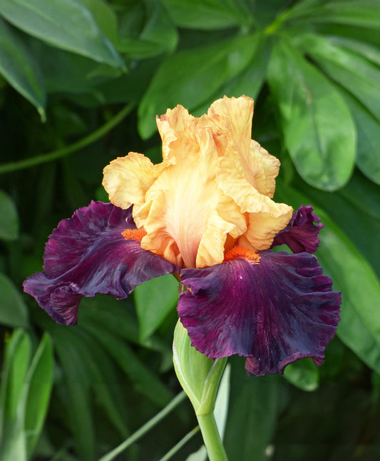 BloomingBulb Idol Reblooming Bearded Iris rhizome displaying vibrant purple petals with tall green foliage.