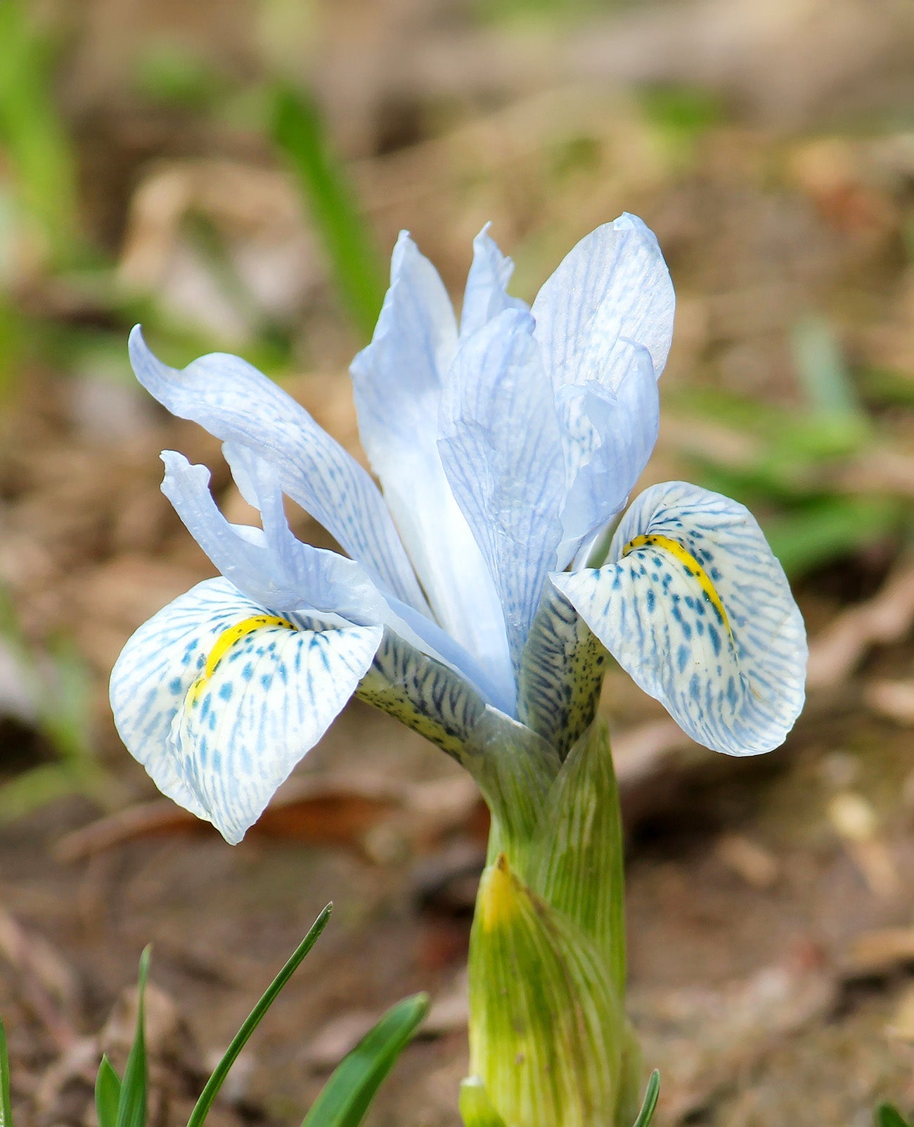 Katharine Hodgkin Iris histriodes - 10 bulbs