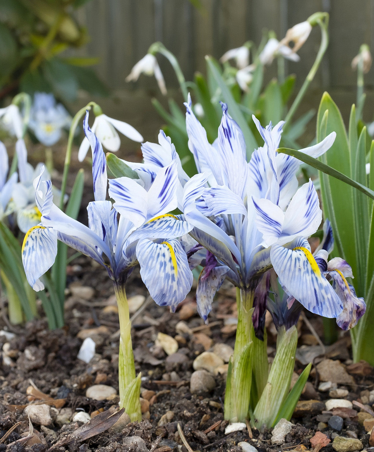 Katharine Hodgkin Iris histriodes - 10 bulbs