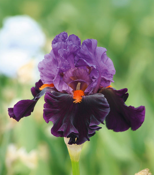 Sharp Dressed Man tall bearded iris rhizome from BloomingBulb, showcasing its vibrant purple flowers and lush green foliage.