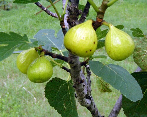 Ischia Fig Tree - Blessings Grow Meadows -