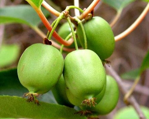 Issai Kiwi Self-Fertile Female Plant - Blessings Grow Meadows -
