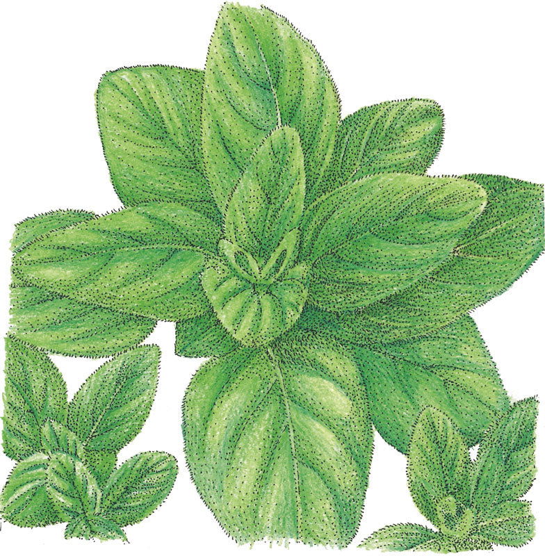 Italian Oregano Seeds (Organic) - Blessings Grow Meadows