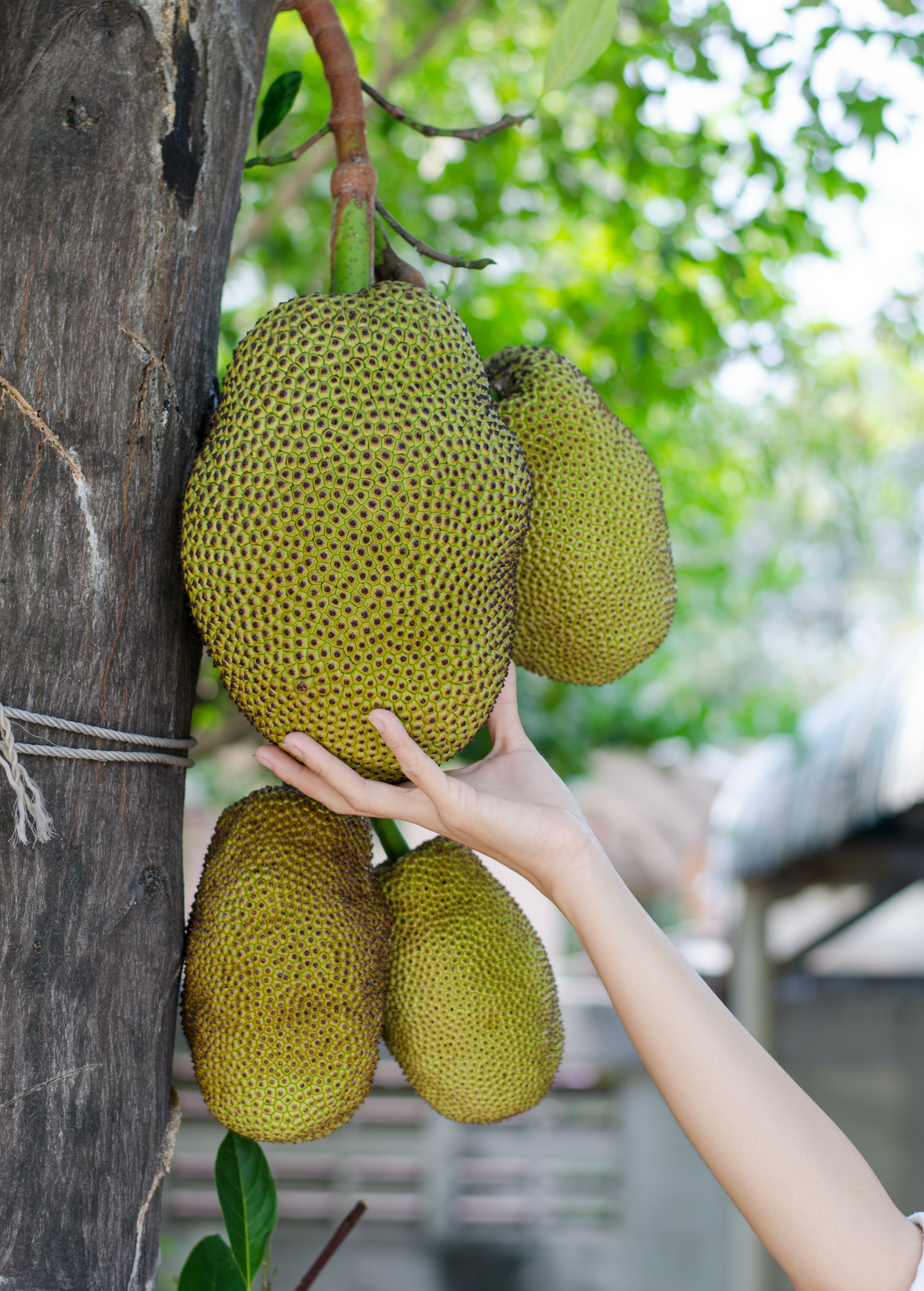 Healthy jackfruit seedling hanging from tropical fruit tree, showing lush green leaves and developing fruit in natural outdoor setting.