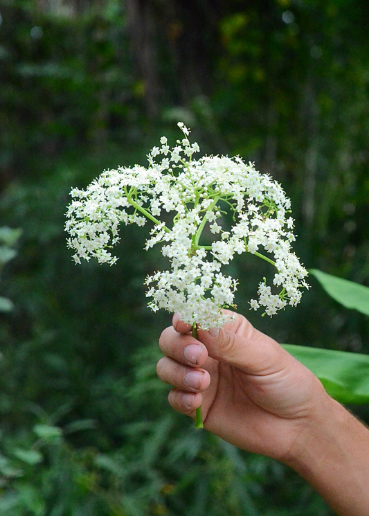 Jared holding fresh Florida native elderberry herb (Sambucus canadensis) with elderflowers, showcasing its foliage and plant details.