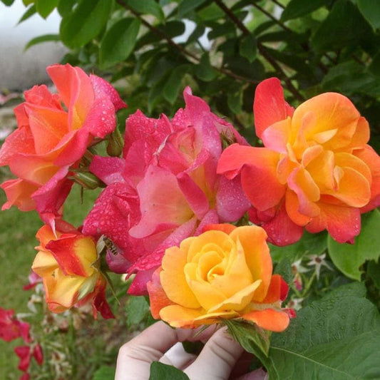 Joseph's Coat climbing rose plant in a 1.5-gallon pot, showcasing vibrant multicolored blooms and lush green foliage.