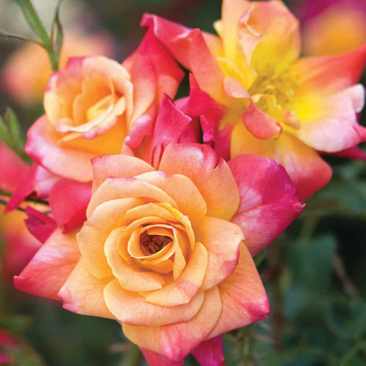 Joseph's Coat climbing rose plant in a 1.5-gallon pot, featuring vibrant multicolored blooms and lush green foliage.