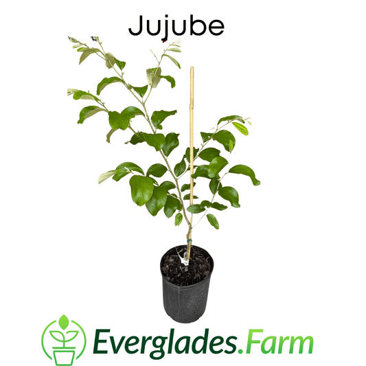 Jujube Tree Grafted - Blessings Grow Meadows -