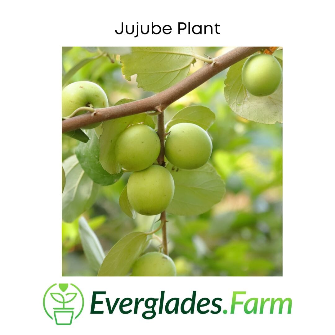 Jujube Tree Grafted - Blessings Grow Meadows -