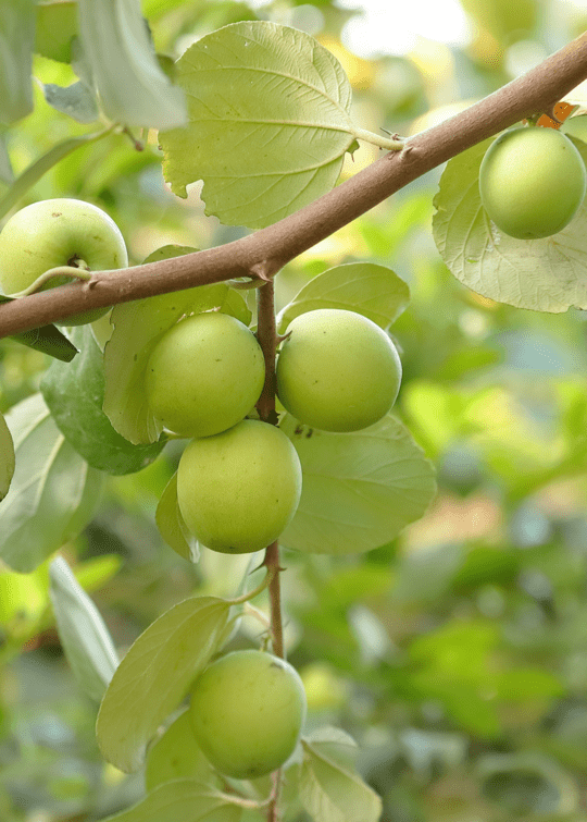 Jujube Tree Grafted - Blessings Grow Meadows -