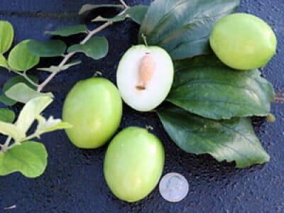 Jujube Tree Grafted - Blessings Grow Meadows -