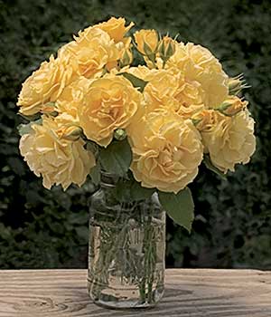 Fresh Garden Living Julia Child rose plant in a 1.5-gallon container with vibrant blooms, perfect for garden or patio.