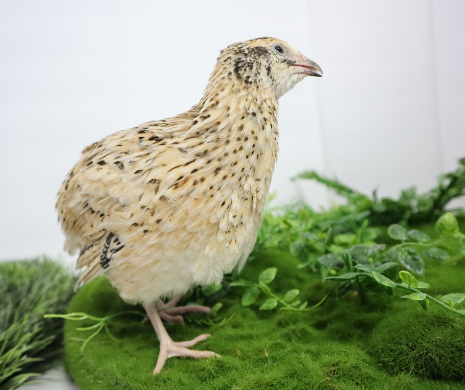 Jumbo Italian Coturnix quail eggs with white and brown shells, ideal for sustainable farming and hatching purposes.