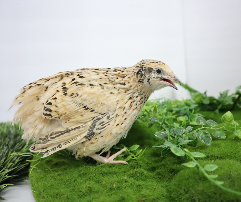 Jumbo Italian Coturnix quail eggs in white and brown, ideal for sustainable farming, displayed on a clean background.