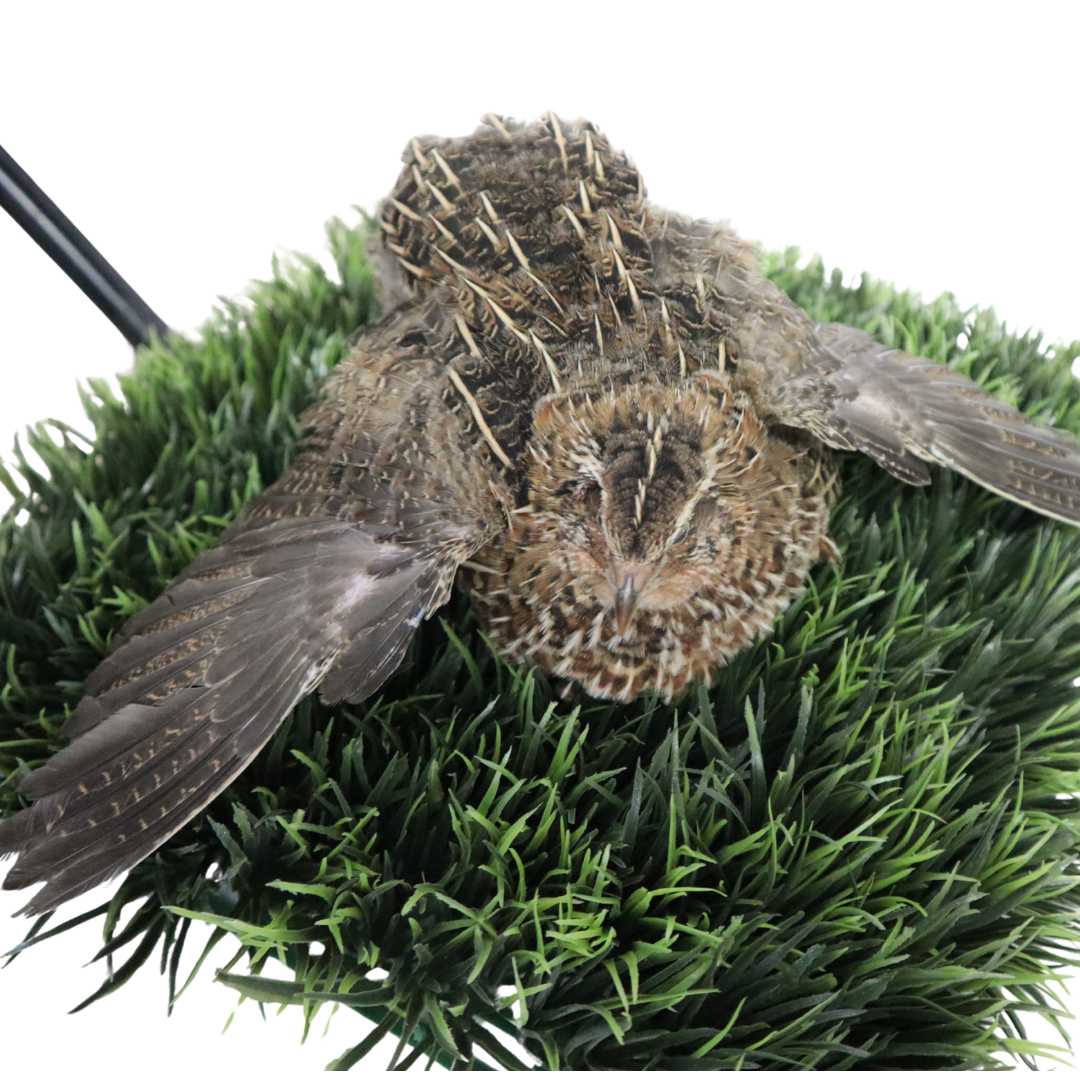 Jumbo wild-type Coturnix quail eggs, white and brown, from Quailz.com, suitable for sustainable farming and hatching.