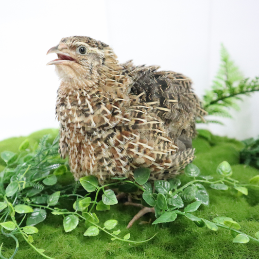 Jumbo wild-type Coturnix quail eggs from Quailz.com, fertile eggs for hatching, showing brown shells and large size within 10 weeks.
