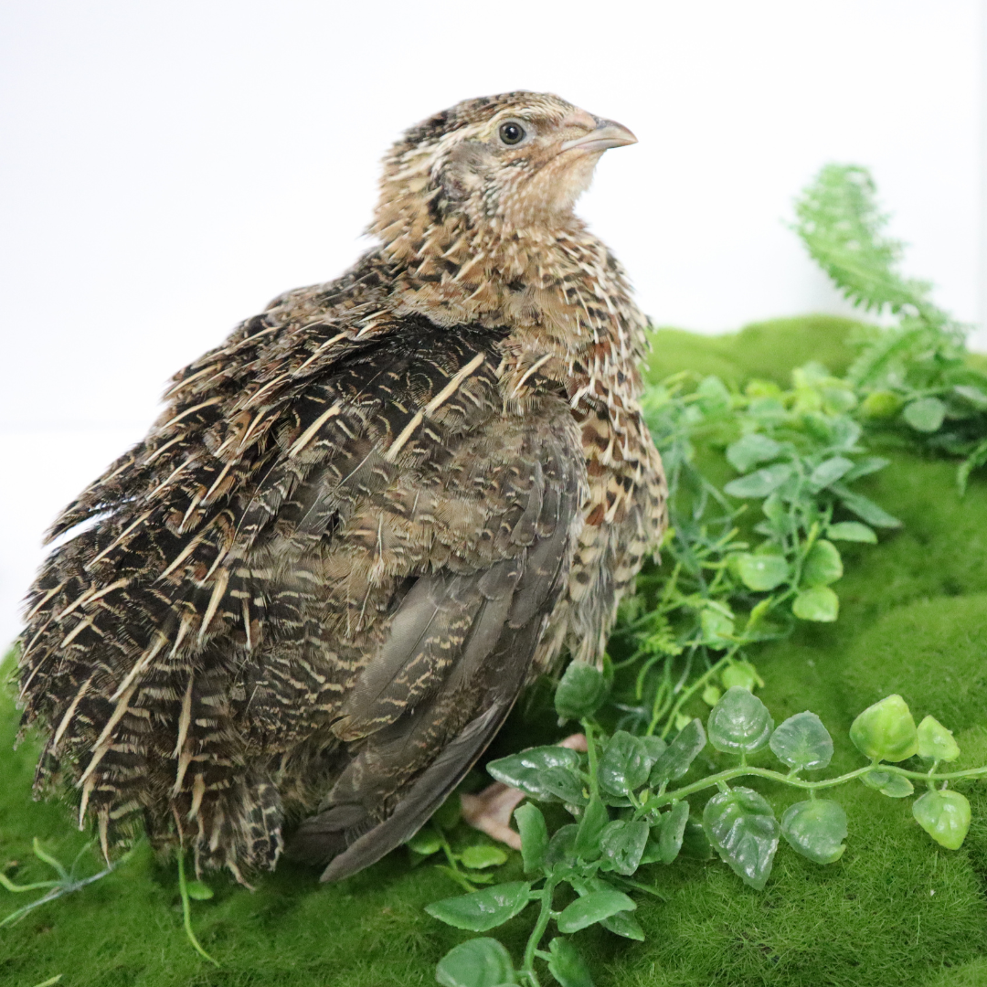 Mixed Jumbo Pharaoh and Italian Coturnix quail eggs, white and brown, for sustainable farming, displayed in a basket.