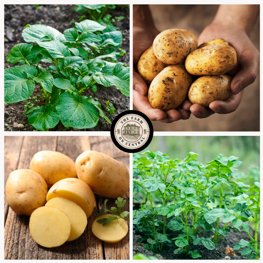 Kennebec seed potatoes from The Farm On Central, displayed in a bag with fresh, healthy potatoes ready for planting.