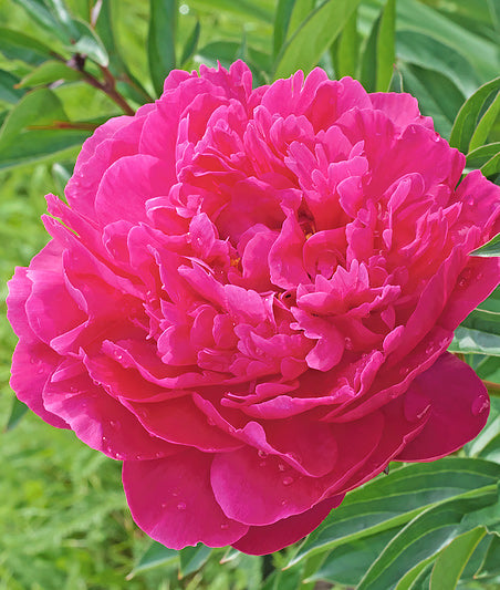 Kansas Peony root division from BloomingBulb, showing fresh, healthy peony roots ready for planting.