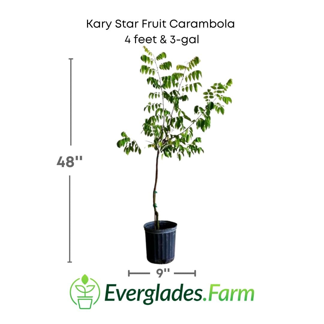 Kary Star Fruit Carambola Fruit Tree, Grafted - Blessings Grow Meadows
