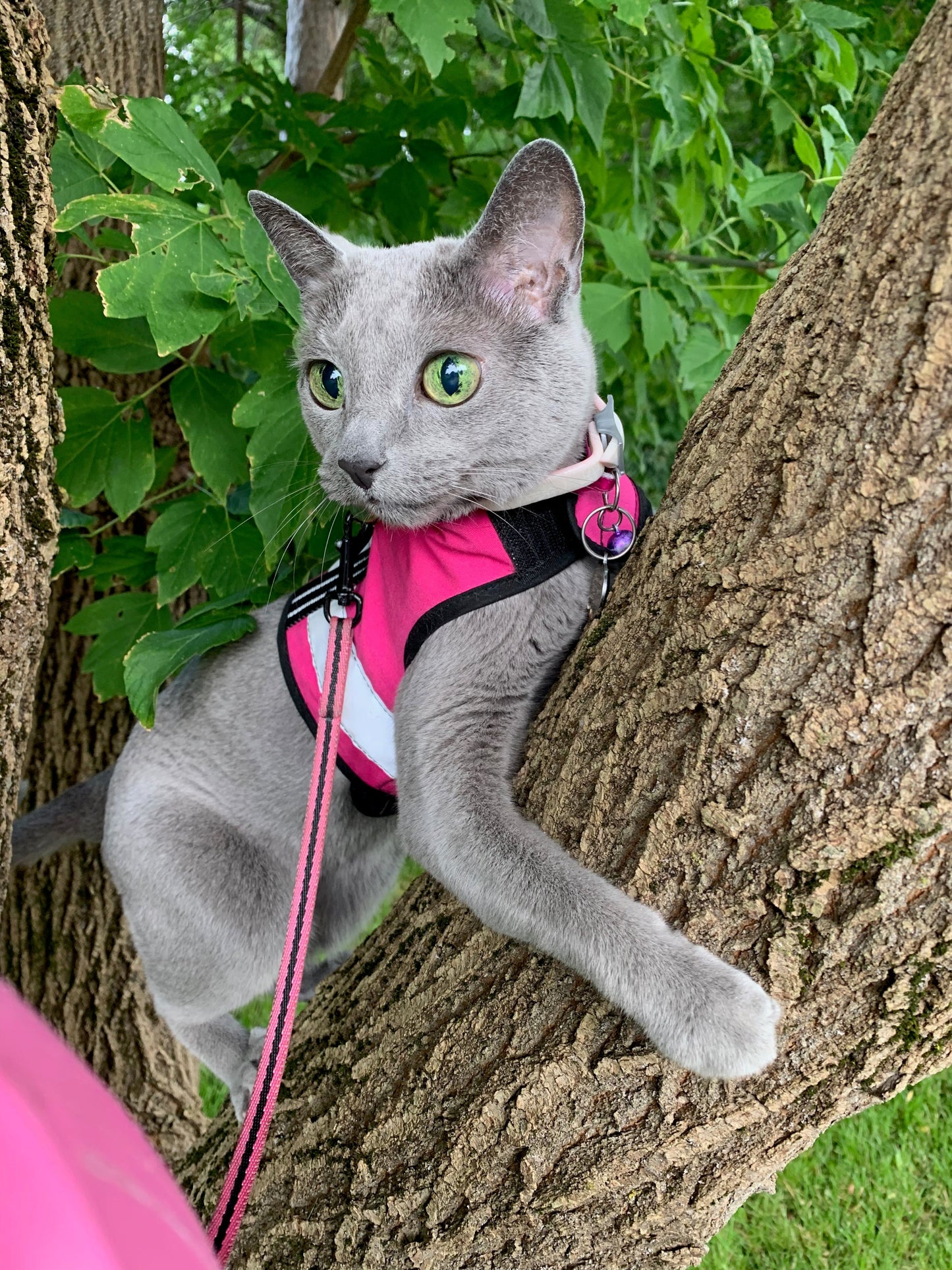 Kitty Holster Cat Harness (Made in USA Reflective Safety Harness) - Blessings Grow Meadows