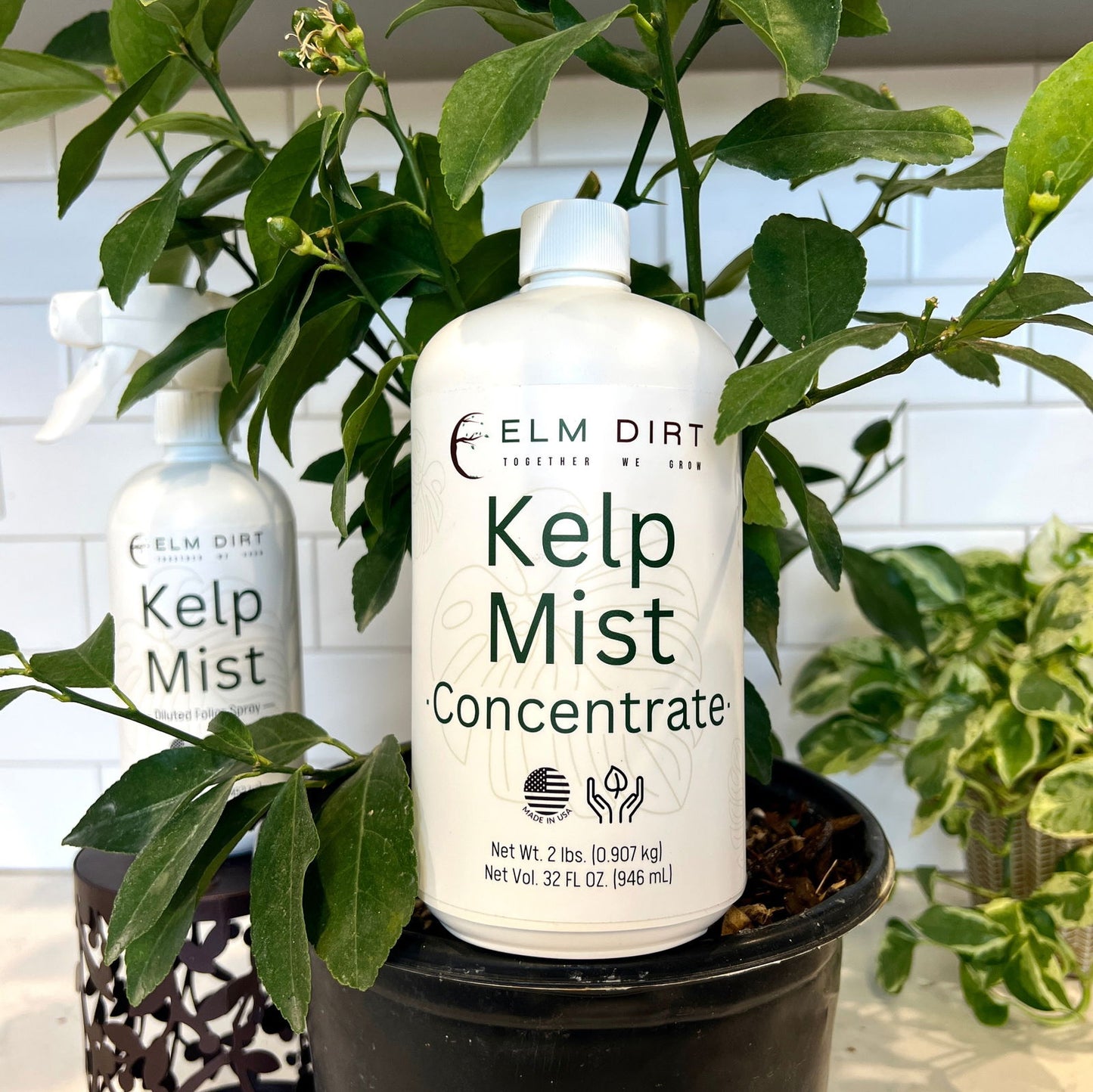 Kelp Mist by Elm Dirt - Blessings Grow Meadows -