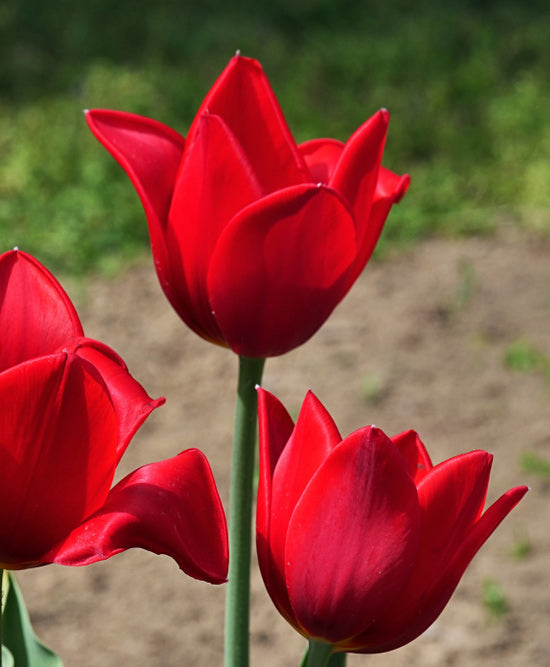 Kingsblood Single Late Tulip - 10 bulbs