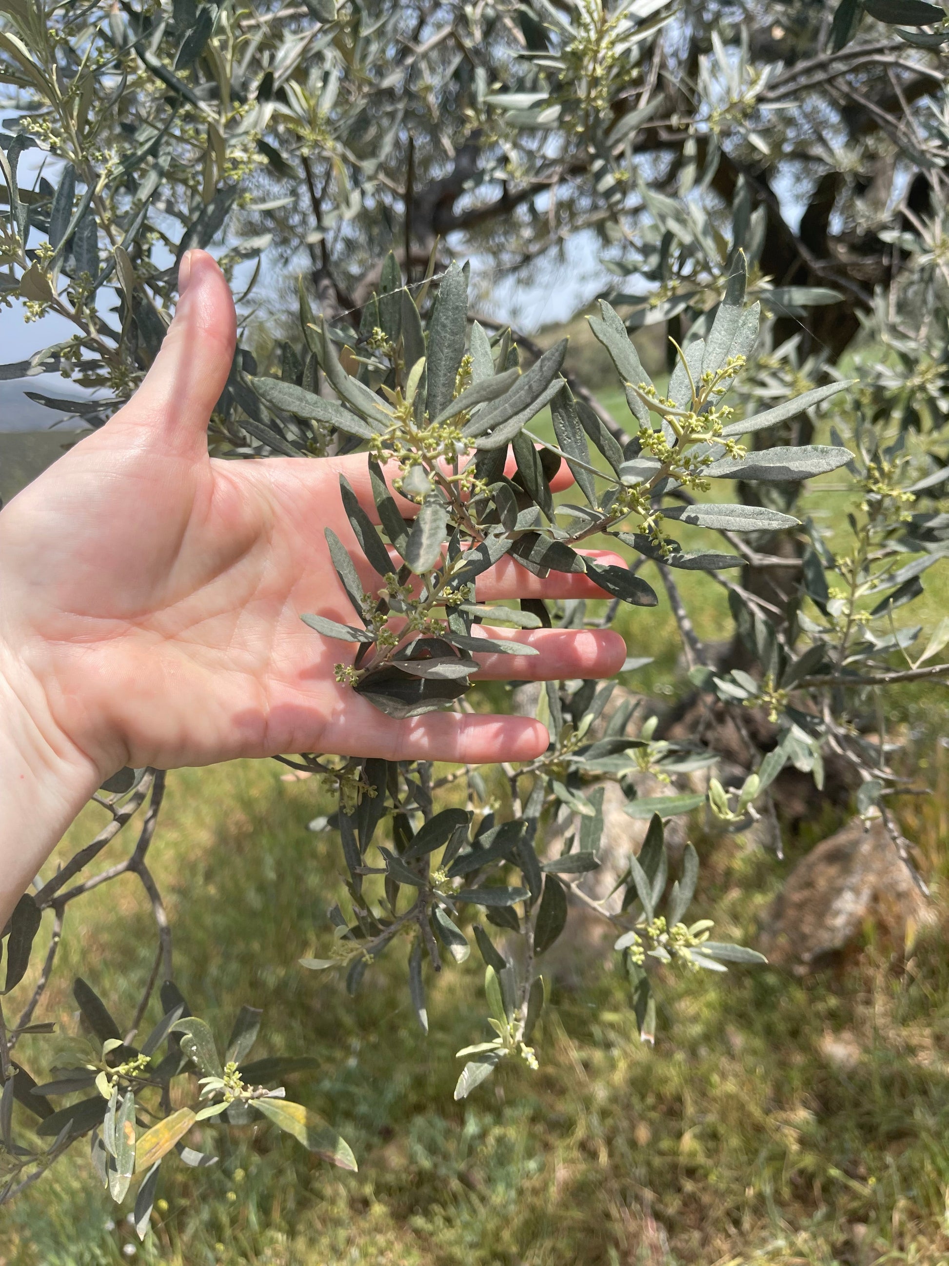 Extra Virgin Olive Oil from Kores Estate - Blessings Grow Meadows