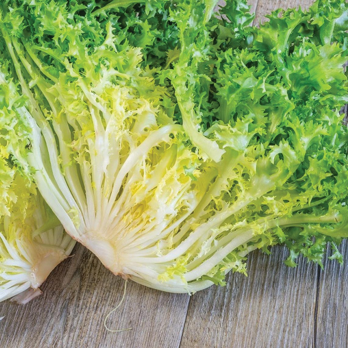 Frisee Endive - Blessings Grow Meadows