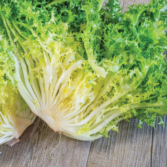 Frisee Endive - Blessings Grow Meadows