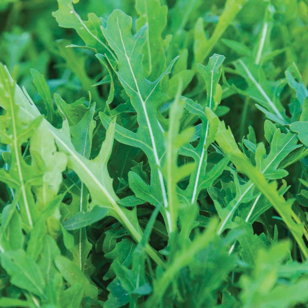 Arugula Slow Bolt - Blessings Grow Meadows