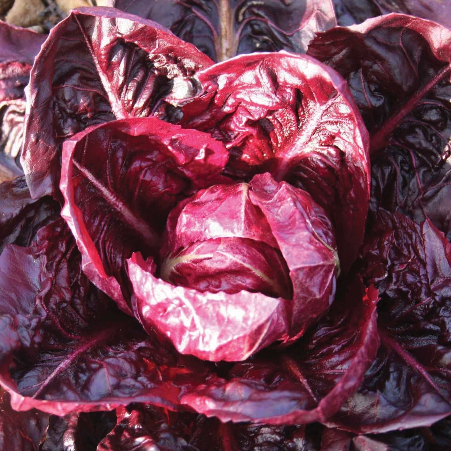 Rouge De Verona Radicchio - Blessings Grow Meadows