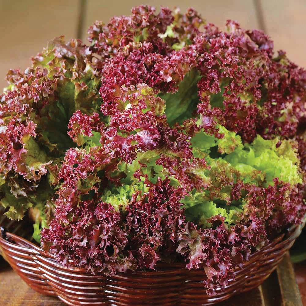 Lolla Rossa Leaf Lettuce - Blessings Grow Meadows