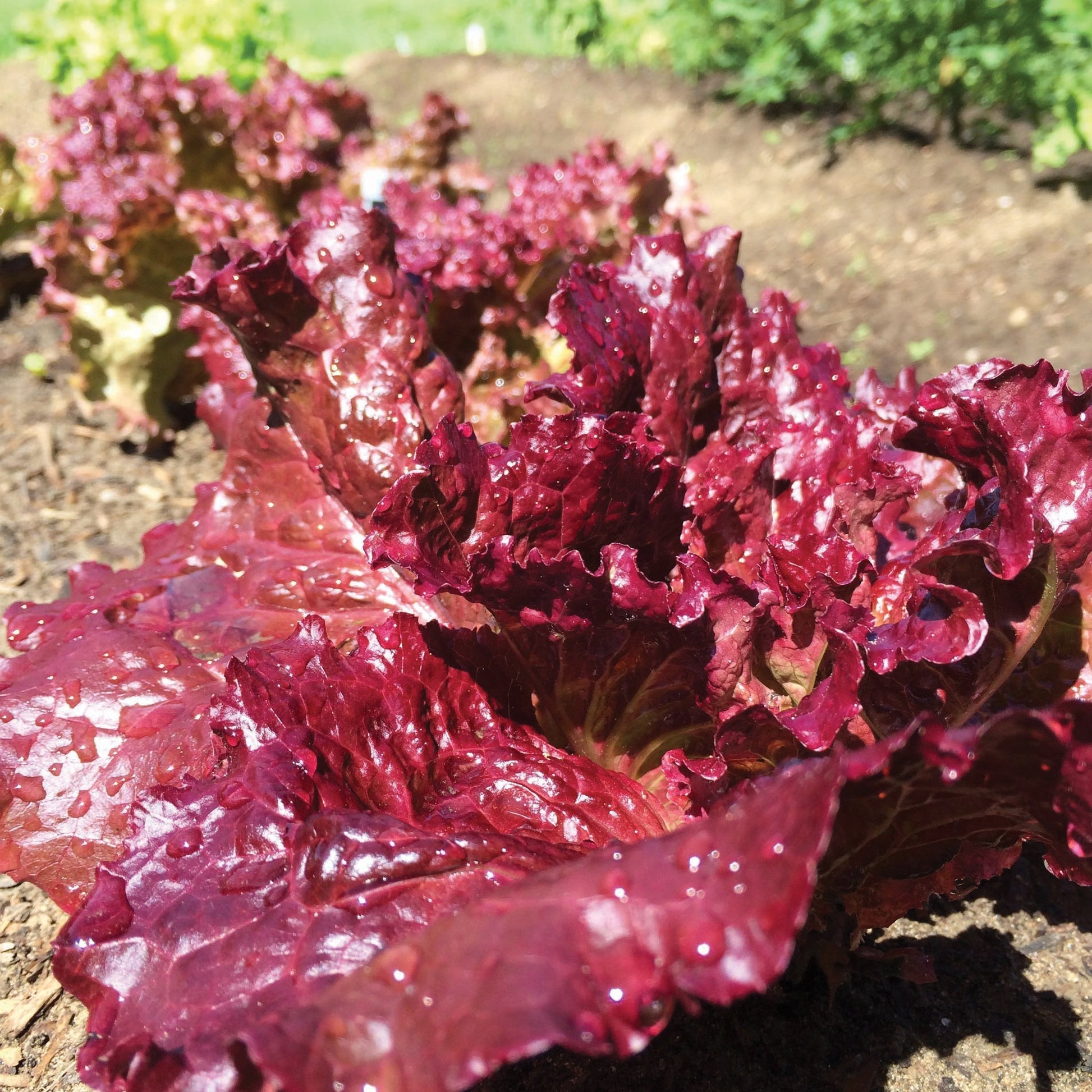 Ruby Red Leaf Lettuce - Blessings Grow Meadows
