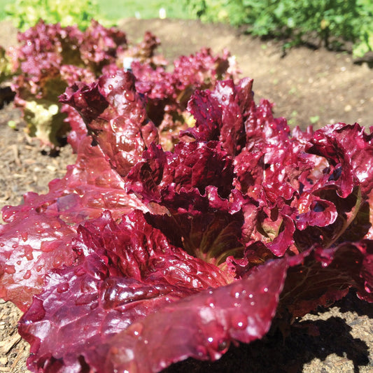 Ruby Red Leaf Lettuce - Blessings Grow Meadows