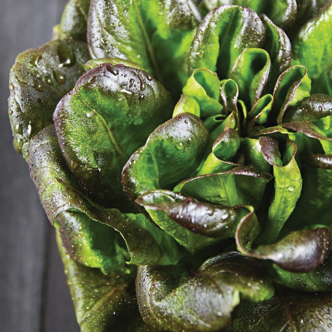 Bronze Mignonette Lettuce - Blessings Grow Meadows