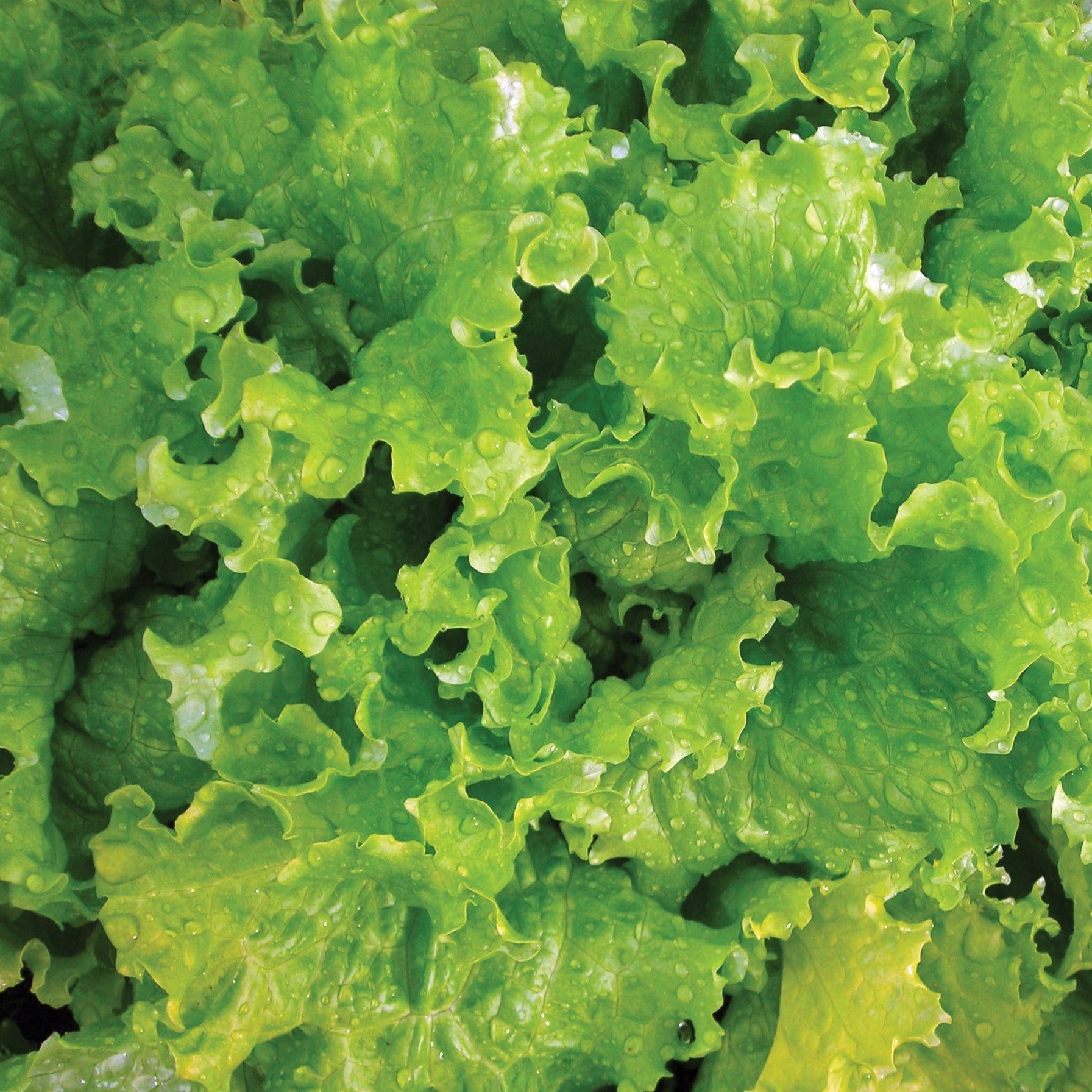 Slobolt Lettuce - Blessings Grow Meadows