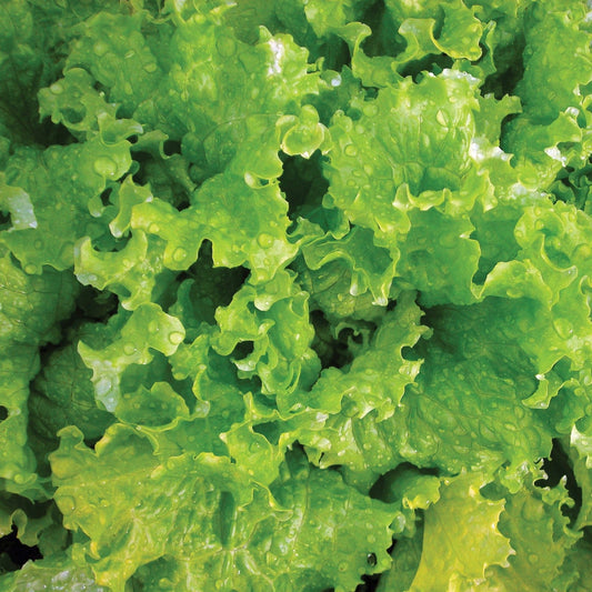 Slobolt Lettuce - Blessings Grow Meadows