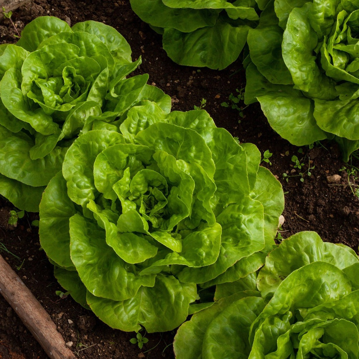 Tom Thumb Dwarf Bibb Lettuce - Blessings Grow Meadows