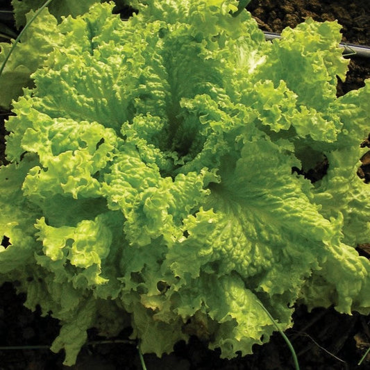 Grand Rapids Leaf Lettuce - Blessings Grow Meadows