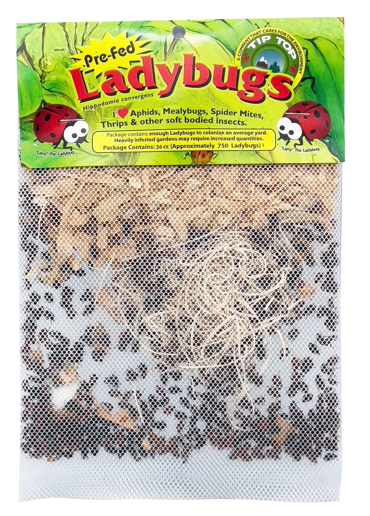 Ladybugs - Blessings Grow Meadows -