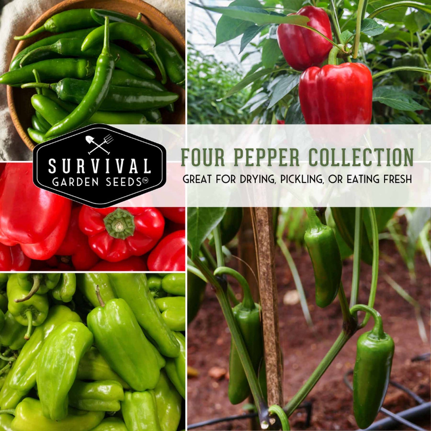 4 Pepper Seed Collection – Heirloom Non-GMO Hot & Sweet Peppers for Salsas, Roasting & Fresh Garden Harvests - SurvivalGardenSeeds ~ Blessings Grow Meadows