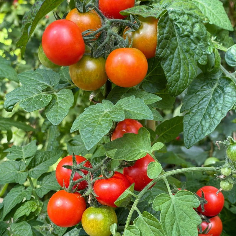 Large Red Cherry Tomato Seeds - Blessings Grow Meadows